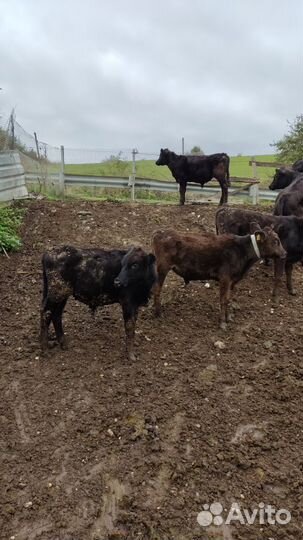 Телята бычки