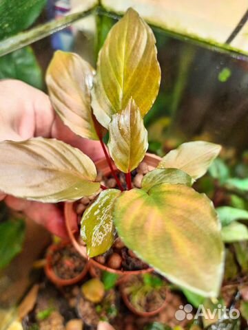 Хомаломена Insignis