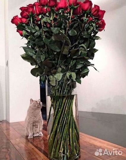 101 роза цветы букеты доставка 25 51 101 роза