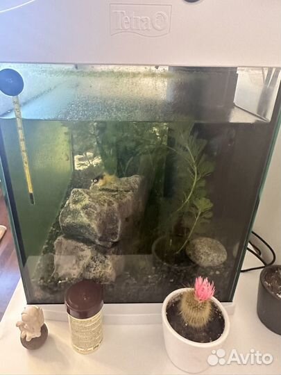 Чистка аквариума выезд