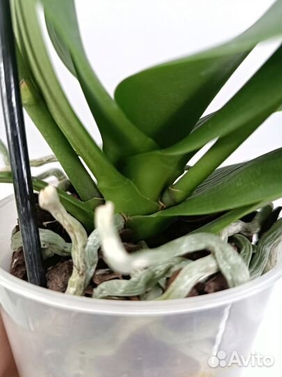 Орхидея фаленопсис Кьют Холли