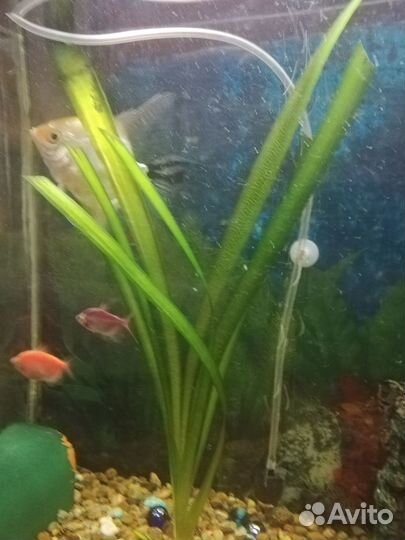 Аквариумные растения