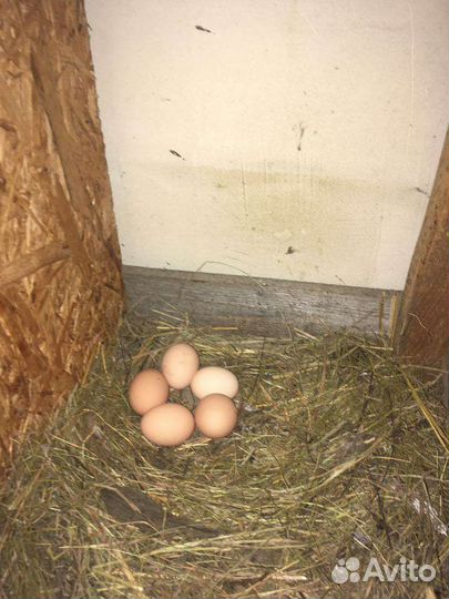 Инкубационное яйцо, цыплята кур породы Билефельдер