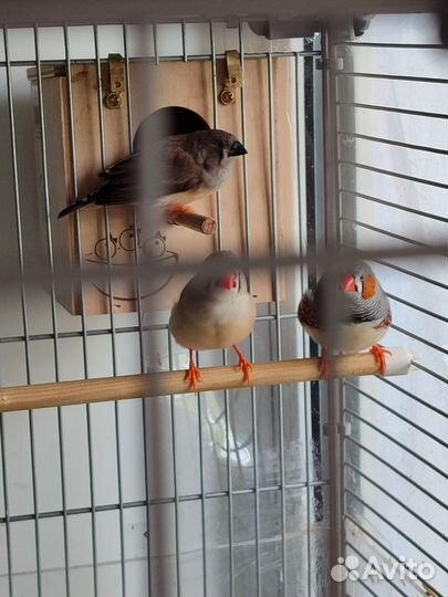 Зебровые амадины