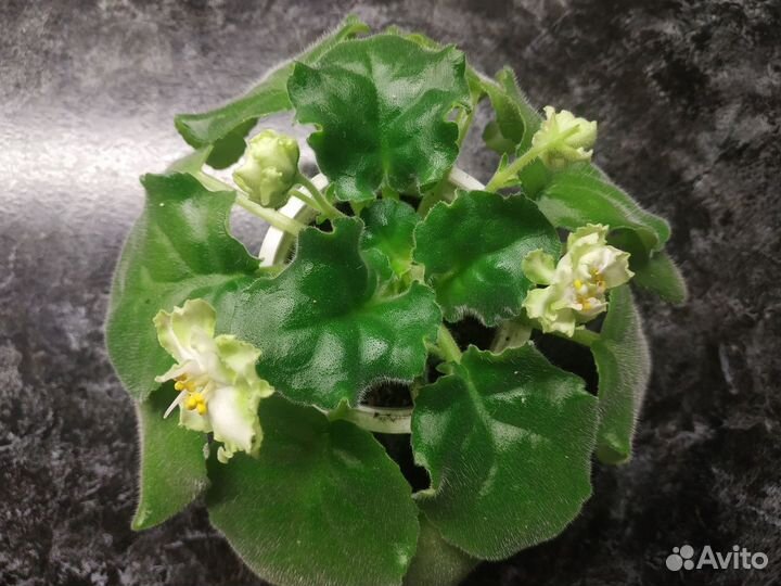 Фиалка цветущая