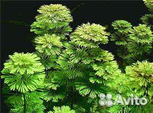 Риччия и пр.живность и растительность в аквариум