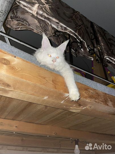 Котята мейн-кун