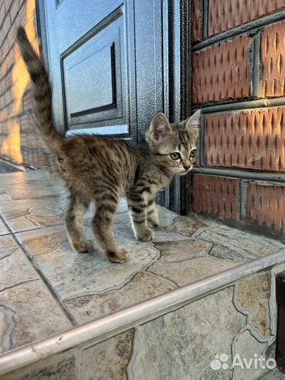 Котята ищут дом