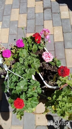 Герань, пеларгония