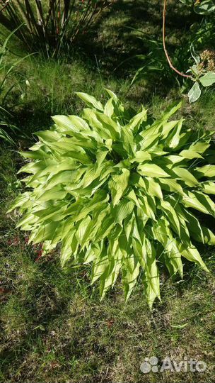 Хосты 5 видов, папоротник, кампсис на посадку