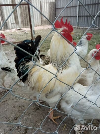 Молодые петухи
