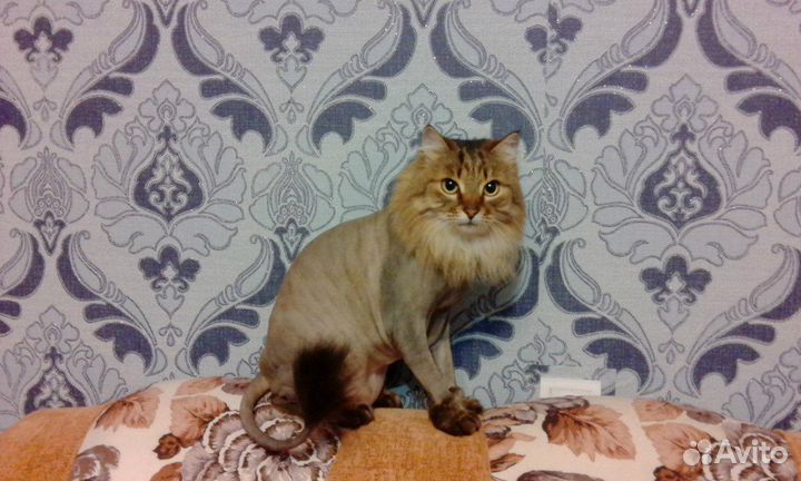 Груминг стрижка Кошек избавление от шерсти до 6 м