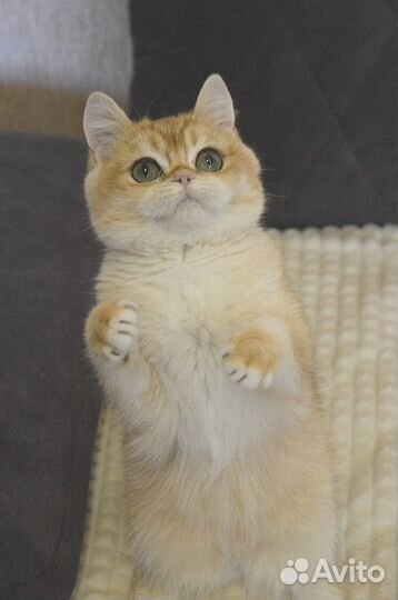 Котик Фаер. Яркий малыш