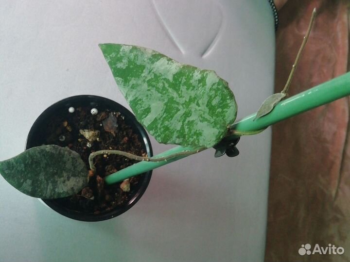 Хойя кондулата голд