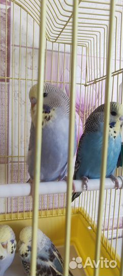 Выставочные попугаи чехи