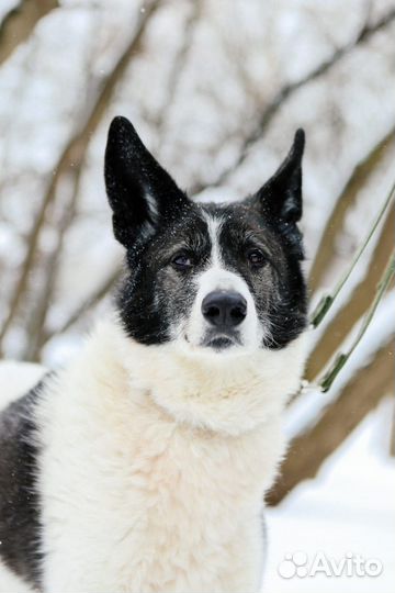 Пёс Тимон в добрый руки