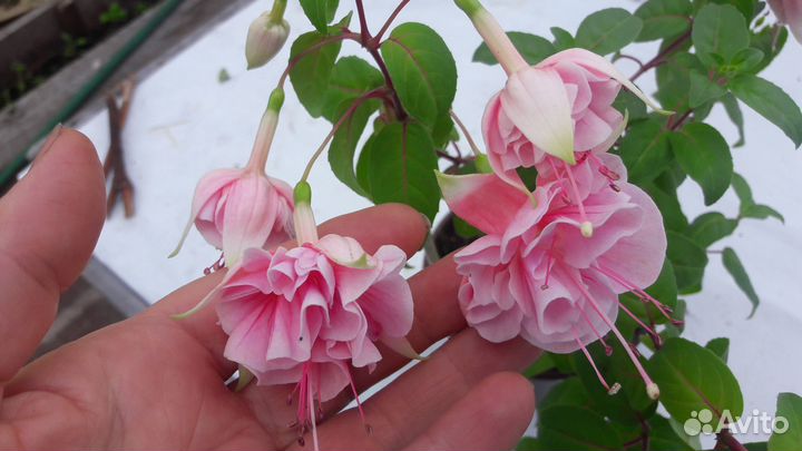 Черенки фуксий