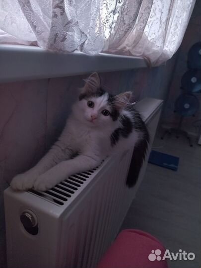 Шотландская кошечка