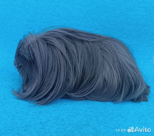 Морская свинка