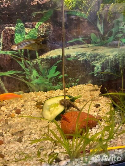 Сомики анциструсы