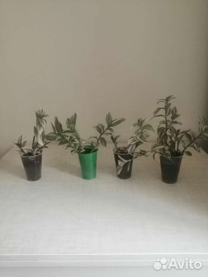 Комнатные растения