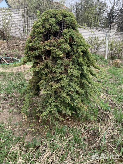Можевельник плакучий. Высота 1,5м