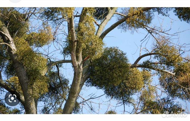 Трава омелы белой