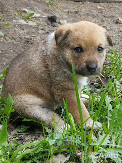 Щенок в добрые руки