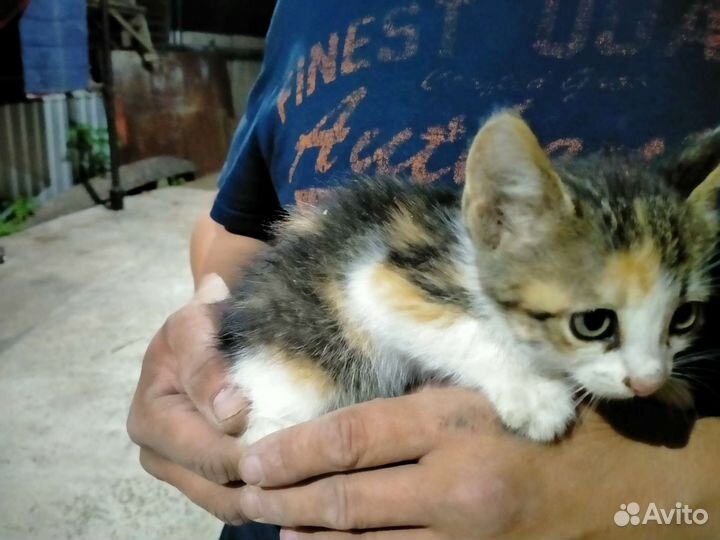 Котята отдам в добрые руки бесплатно