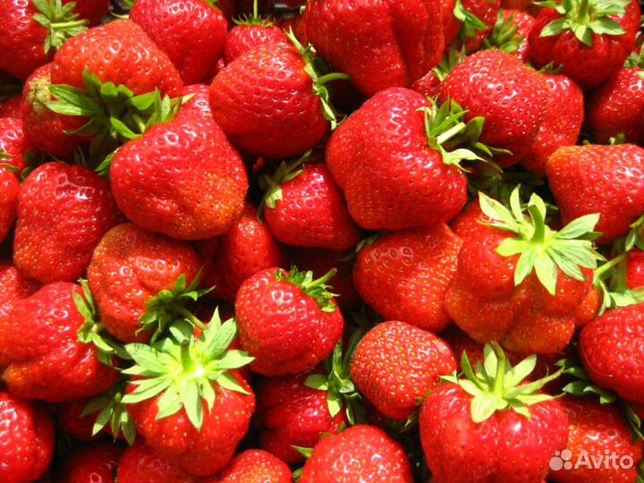 Клубника Лорд