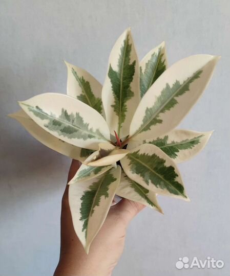 Фикус Мелани вариегатная,Шривериана