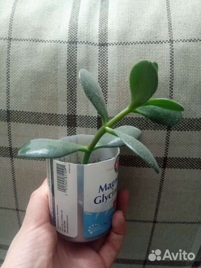 Денежное дерево