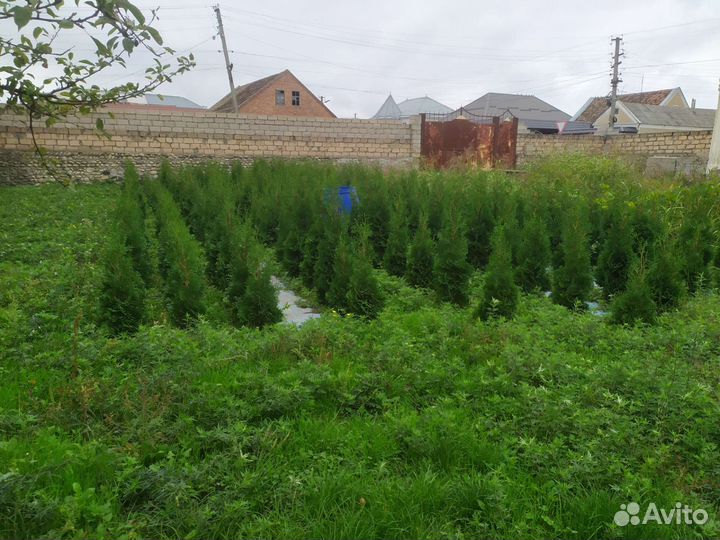 Туи смарагд есть колосовидные ещё