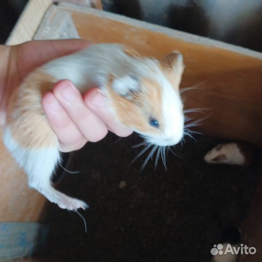 Морские свинки гладкошёрстные