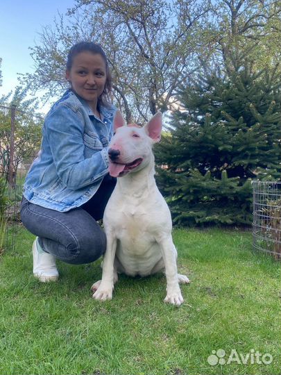 Бультерьер