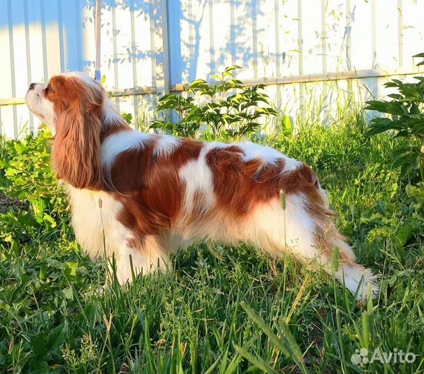 Кавалер кинг чарльз спаниель