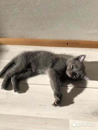 Мурчащие и прелестные котята