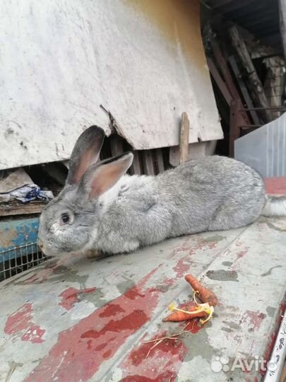 Продаю кролов