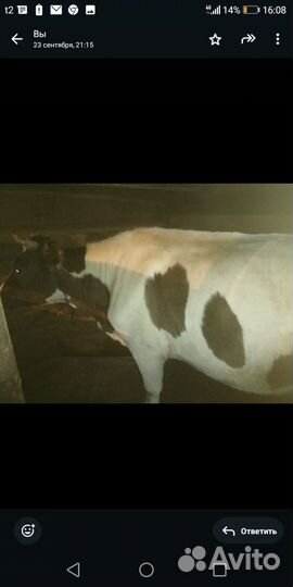 Корова и телёнок