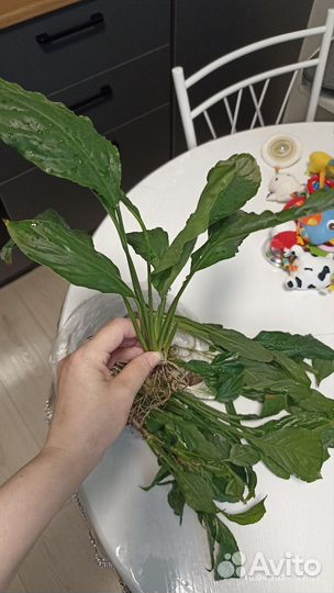 Спатифиллум