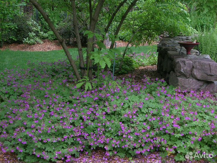 Герань садовая почвопокровная многолетник