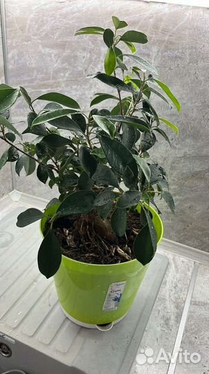 Комнатные цветы