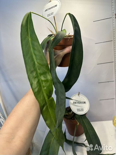 Антуриум вендлингера