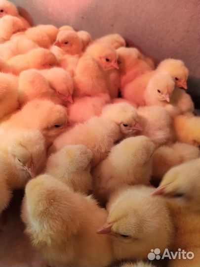 Цыплята