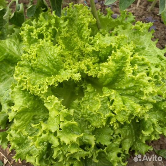 Салат листовой