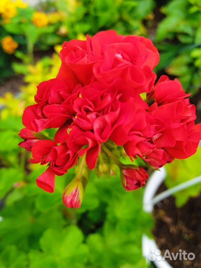 Пеларгония герань