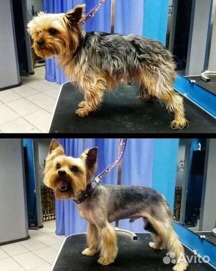 Грумер стрижка собак с выездом на дом