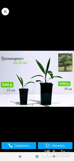 Малыши пальмы Трахикарпус