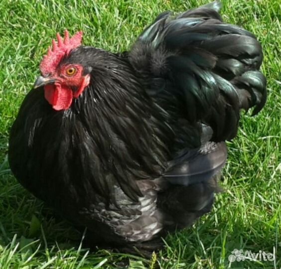 Утята,Цыплята,гусята