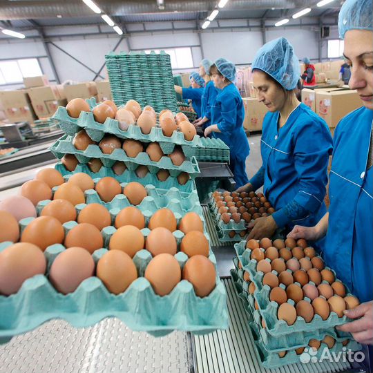 Упаковщики(цы яиц/Санкт-Петербург/Вахта/Питание